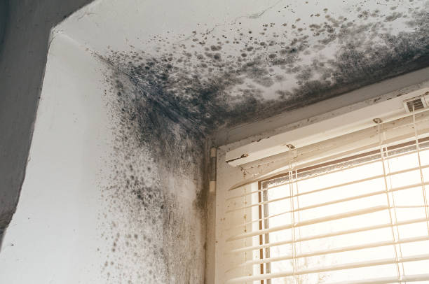Affordable Mold Cleanup solutions in Lincoln University, PA